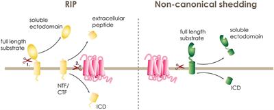 Signaling Functions of Intramembrane Aspartyl-Proteases